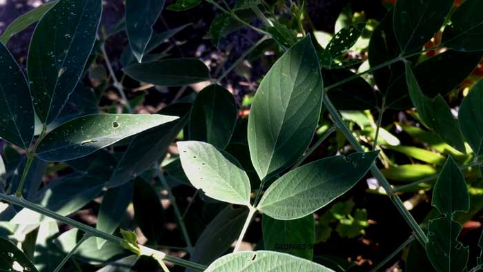 le pois d'Angole à la Réunion.